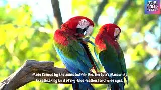 🕊️ Top 10 Rarest Birds in the World &ndash; You Might Never See These in Real Life 🐦