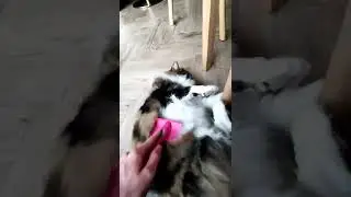 cat bonk