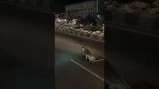 Cheetah Roaming on the Road | Shocking Encounter!
