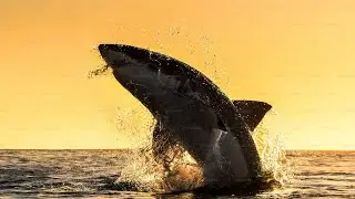 Ocean! Life in ocean| nursery rhyme| nursery song| kids song| baby shark do do do do!