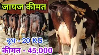 शानदार : साफ सुथरी गाय बिल्कुल जायज कीमत पर || Radhe Krishna Dairy Farm #karnal #cowfarm #haryana