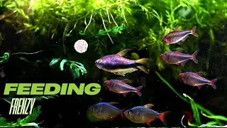 Aquarium Fish Feeding in Real Time &ndash; 4K Ultra HD Underwater Ambience (1 Hour)