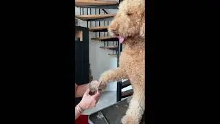 Mijn hond was altijd erg bang voor de trimsalon