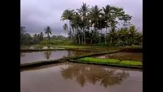 Bali Subak - Rice Field Irrigation Organization System