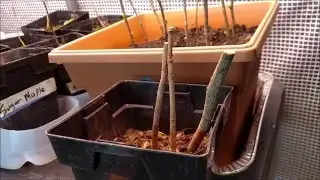 Propagating Trees with Cuttings - An important tip