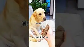Dog already did it 🐕ll...~mini woodworking art skill /wood / hand crafts / #shorts #shortsvideos