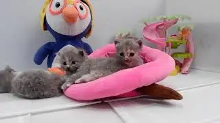 Calming Videos for Cats, Funniest  Cats  videos 😼🐶kitten TV, Cat TV ,Cat and dog TV