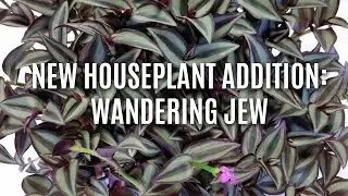 New Houseplant Addition: Wandering Jew