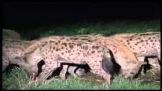 Lions Vs Hyenas (Male Dominance)