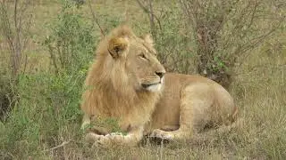 lions | stock footage | copyright free |30