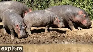 African Watering Hole powered by Explore.org