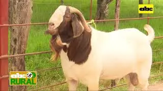 ABC Rural: Conociendo las características de la raza Boer