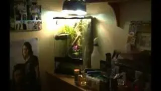 Giant Day Gecko care and set-up.