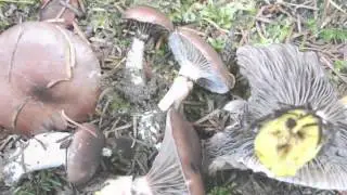 Gomphidius glutinosus - fungi kingdom