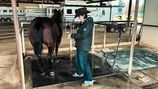 Scratches! The mistakes you might be making with your horse #adios#to#scratches#easycaretips