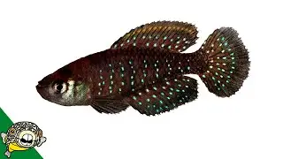 Unusual Fish in this Unboxing.