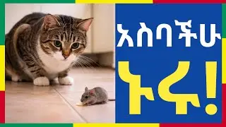 #ቀጥታ_liveስለ ነገዋ የምታስብ ድመት፤ እርጉዝ አይጥ አትበላም!። #ቤተ_ሠናያተ_መልካም_መልካሙን_Bete_Senayate 🟢🟡🔴🙏