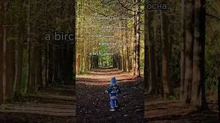 Осенью тоже красиво #nature #forest #relaxing #english #английский #английскийязык #англ