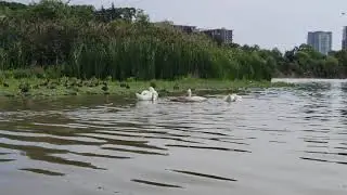 Toronto Adventures - Humber river kayaking