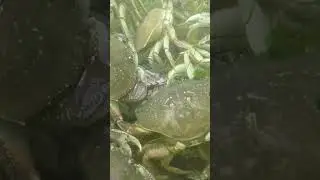 5 CRABBING SECRETS in Under 60 Seconds