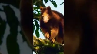 Древесные кенгуру Новой Гвинеи! СМОТРИТЕ ПОЛНОЕ ВИДЕО! #индонезия