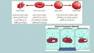 الخلايا والبيئة المحيطة-عاشر-أ.منيرة الذكرالله