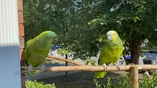 No creerás lo feliz q está Jaco/loro llorando porq no dejan salir asu amado Jaco/loros en el jardín