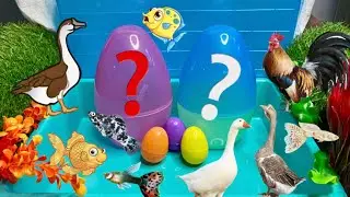 Cute Animals and Cute Fish, Chicken, Goose, colorful eggs, guppies, crabs