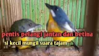 burung pentis pelangi jantan dan betina