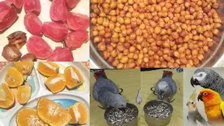 Winter Season Birds Take Care Information ||Exotic,Birds,Parrots,Conure,Cocktails,Sun Conure