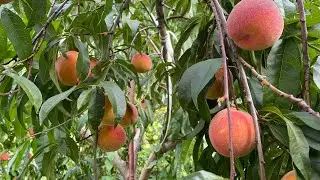 Frost Peach Taste Test Immune to Peach Leaf Curl