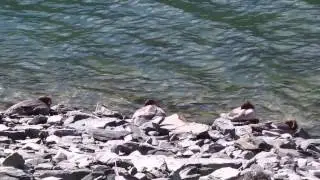 Common merganser / Большой крохаль / Mergus merganser