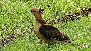 Crested Honey Buzzard fledgling Day 14 on the ground, bathing & drinking for the first time  Part 2