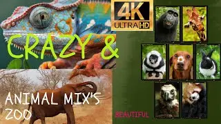 Animals Zoo World Beautiful | And Mix's Animals | Animals Lion Elephant Horse