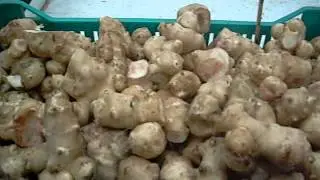 CICOKA SKIDA SECER