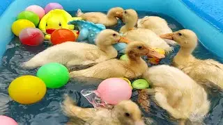 very cute ducklings !!! ducklings videos more fun !!! (duck))