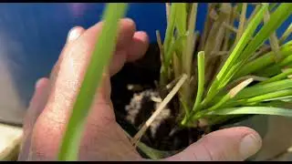 Bioengineering Solutions for Landslide Stabilization with Vetiver Technology