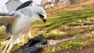 今天让这小家伙体验鸟生的第一次自由飞行！ #鸟类 #野生动物救助