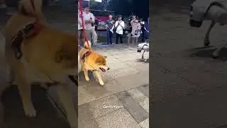Shiba Inu Has No Chill Around Robot Dog 😂 ロボット犬に大騒ぎ #shorts #shibainu #funnydog