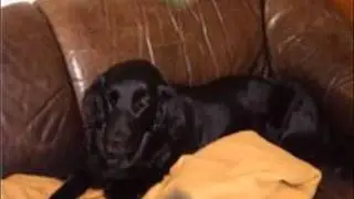 Mijn lieve hond