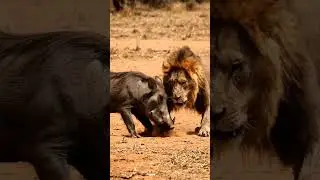 Warthog mocking lions #funny #comedy #hindi #fun #viral #animals #wildlife #music #trendingshorts