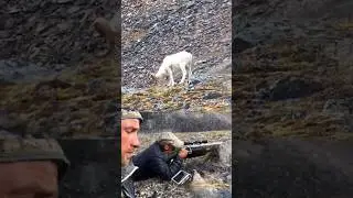 Mountain Bull Sheep 🐑 Hunting down in 2 Shot #hunting #sheephunting