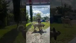 Dog shakes off water and gets her owner wet 🤣 #dog #miami #viral #shorts #newyork #california #home