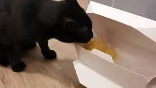 My cat eating mashed potatoes while other cats judge him silently