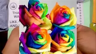 2018 Rare Rainbow Rose Flower Seed Garden Plants Seed Multi-Color Romance LOVE
