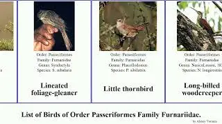 Birds of Order Passeriformes Family Furnariidae foliage-gleaner woodcreeper spinetail canastero