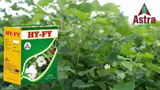 Hy-fy (Marathi) - A Quality product by Astra Agritech