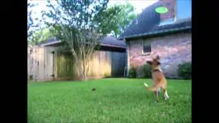 Frisbee with my Malinois/Basenji rescue