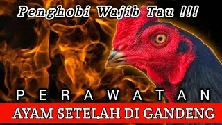 WAJIB TAU ‼️ Perawatan Ayam Hobi Setelah Gandengan
