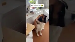 Who put the cat in the microwave...?! ❓🤣